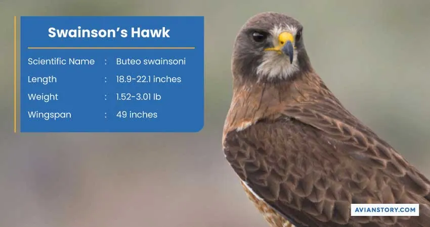 15 Types of Hawks: Where to Find Them & Their Specialty? 12