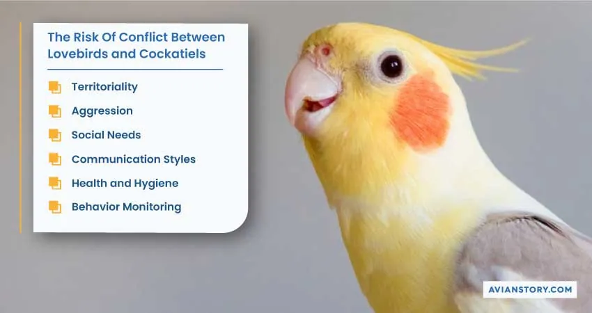 Can Lovebirds and Cockatiels Live Together in the Same Cage? 4