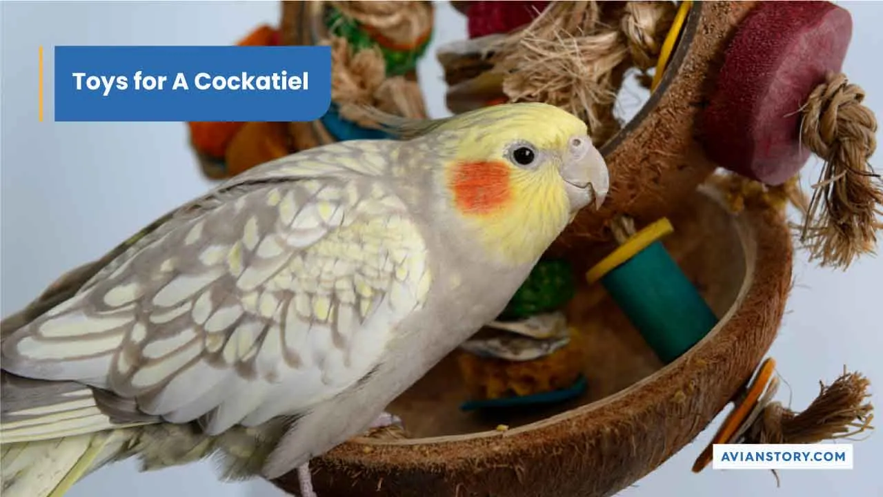 Toys For A Cockatiel A Comprehensive Guide To Pick The Right Toy