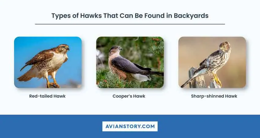 How to Attract Hawks to Your Backyard in 4 Simple Steps 3