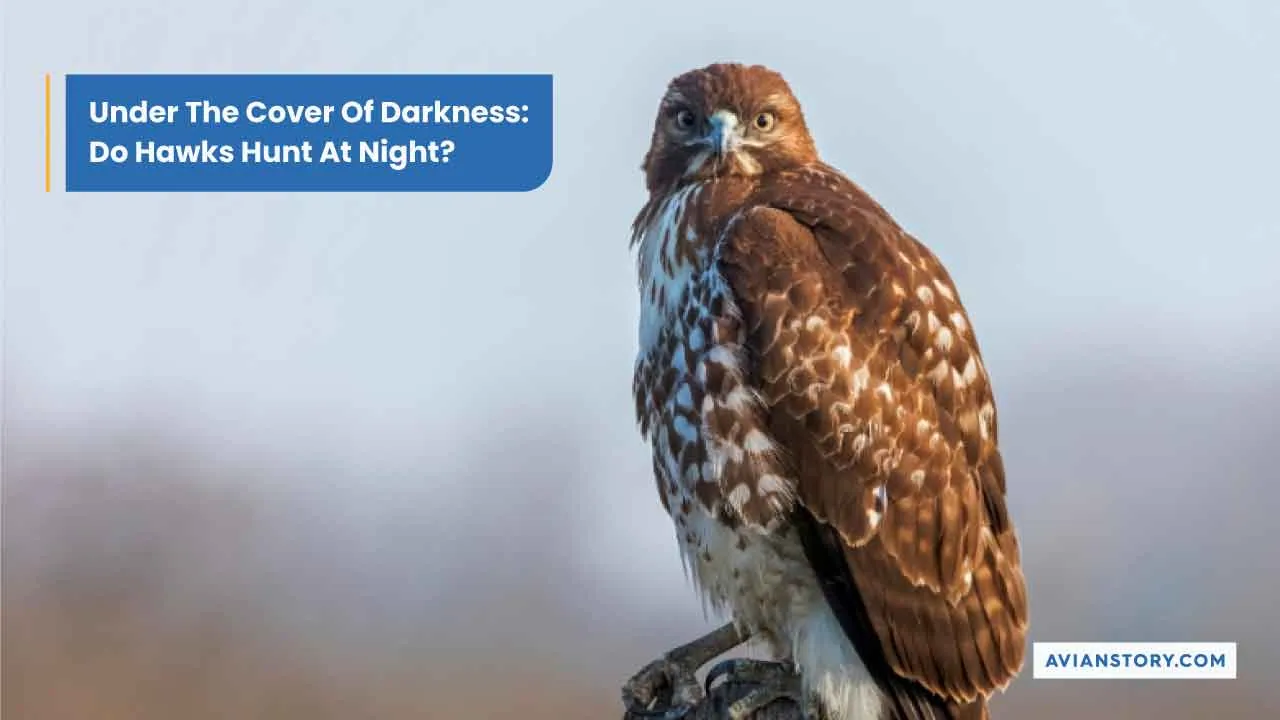 Do Hawks Hunt At Night? Under The Cover Of Darkness