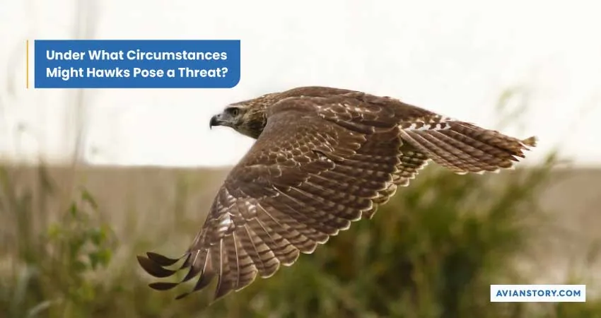 Are Hawks Dangerous to Humans? Here’s the Truth 1
