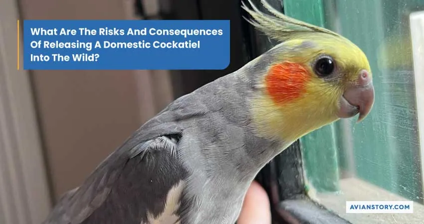 Can A Cockatiel Survive In The Wild - Possibilities Reviewed! 4