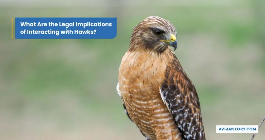 Are Hawks Dangerous to Humans? Here’s the Truth 7