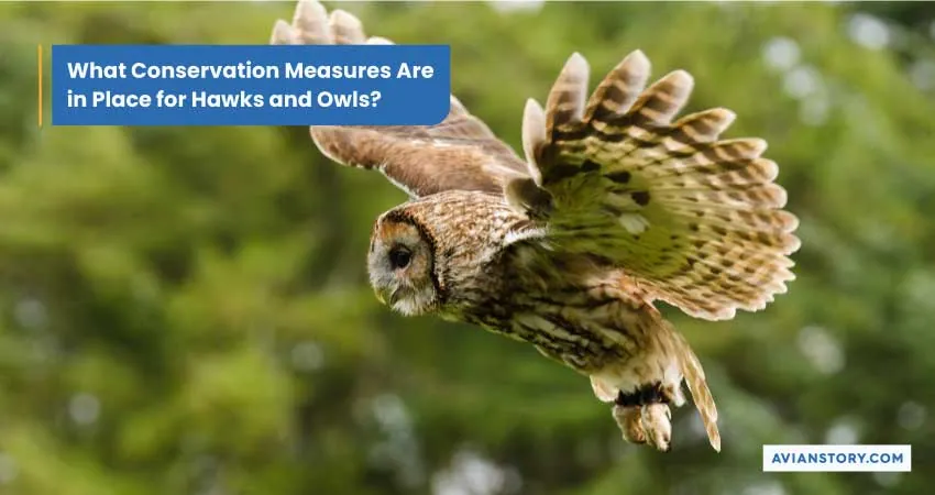 Hawks Vs Owls – Characteristics, Roles, Rarity, And Power 6