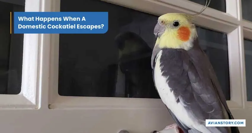 Can A Cockatiel Survive In The Wild - Possibilities Reviewed! 5
