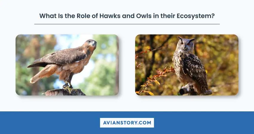 Hawks Vs Owls – Characteristics, Roles, Rarity, And Power 3