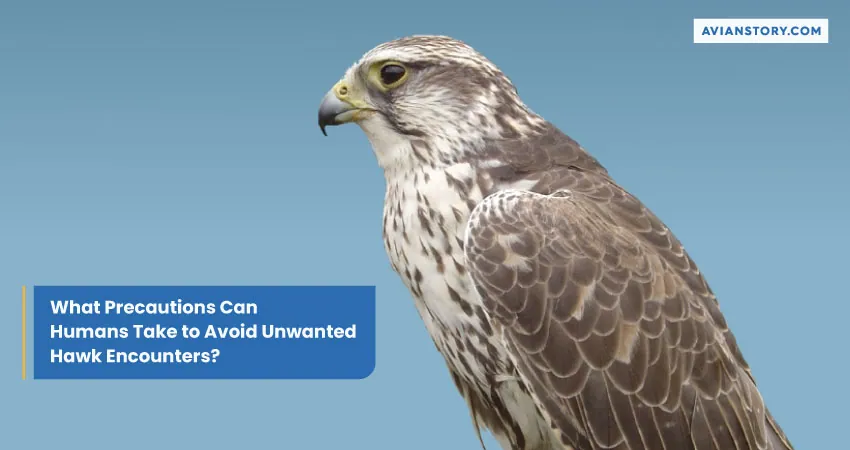 Are Hawks Dangerous to Humans? Here’s the Truth 5