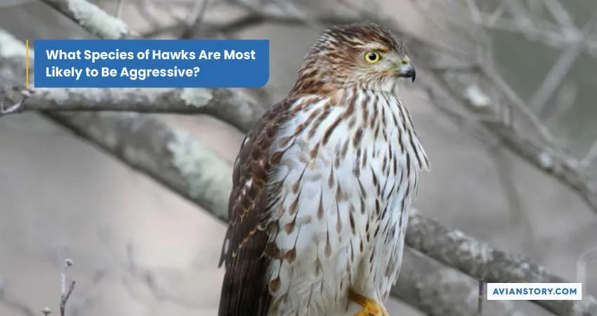 Are Hawks Dangerous to Humans? Here’s the Truth 2