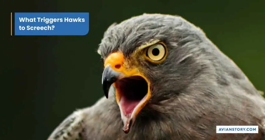 Why Do Hawks Screech? Decoding Hawk Vocalizations 1