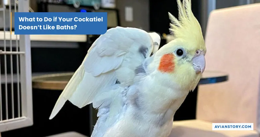 How to Bathe a Cockatiel? 3 Suitable Bathing Options 4