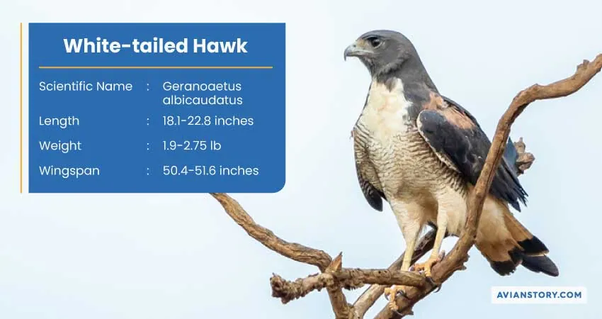 15 Types of Hawks: Where to Find Them & Their Specialty? 14