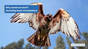 Why Do Hawks Screech? Decoding Hawk Vocalizations