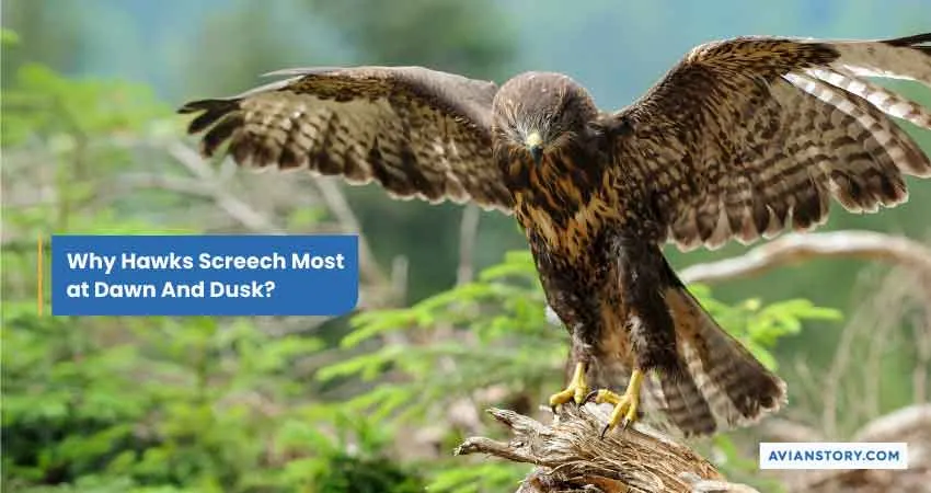 Why Do Hawks Screech? Decoding Hawk Vocalizations 2