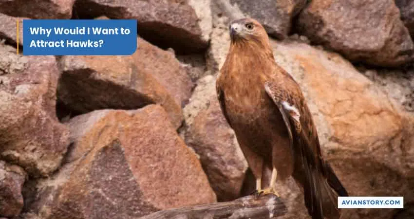 How to Attract Hawks to Your Backyard in 4 Simple Steps 1