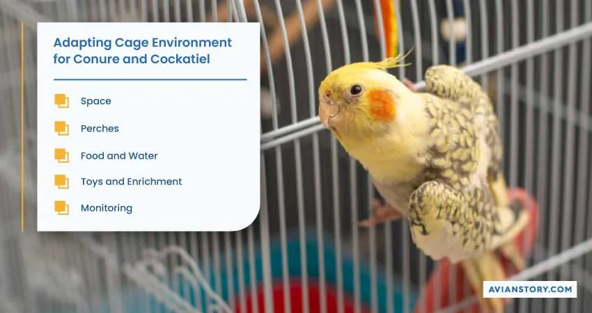 Can Conure and Cockatiel Live Together? A Complete Explanation! 5