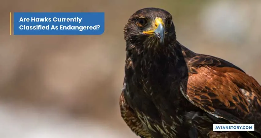 Are Hawks Endangered? Exploring Their Conservation Status 2