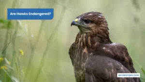 Are Hawks Endangered? Exploring Their Conservation Status