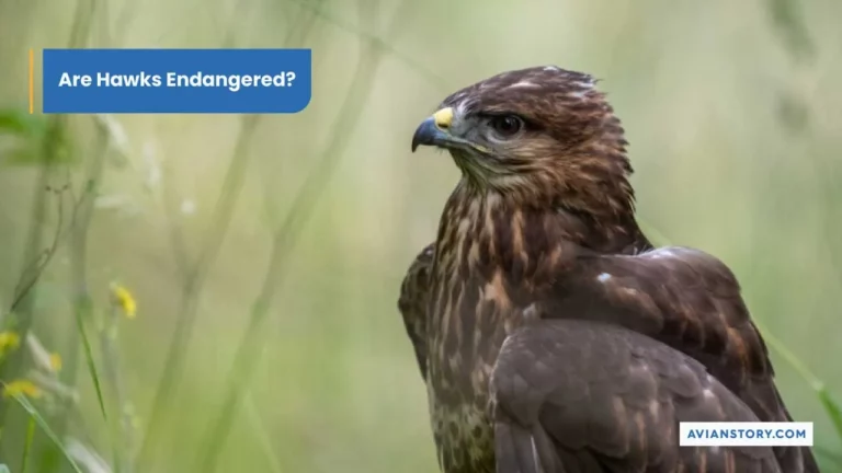 Are Hawks Endangered