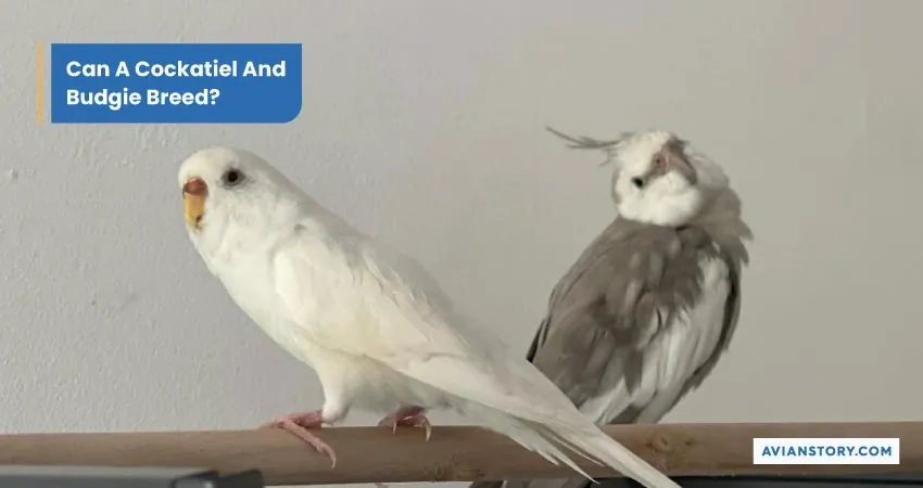 Can Cockatiels and Budgies Live Together? 8