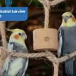 Can A Cockatiel Survive In The Wild