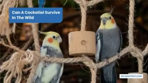 Can A Cockatiel Survive In The Wild