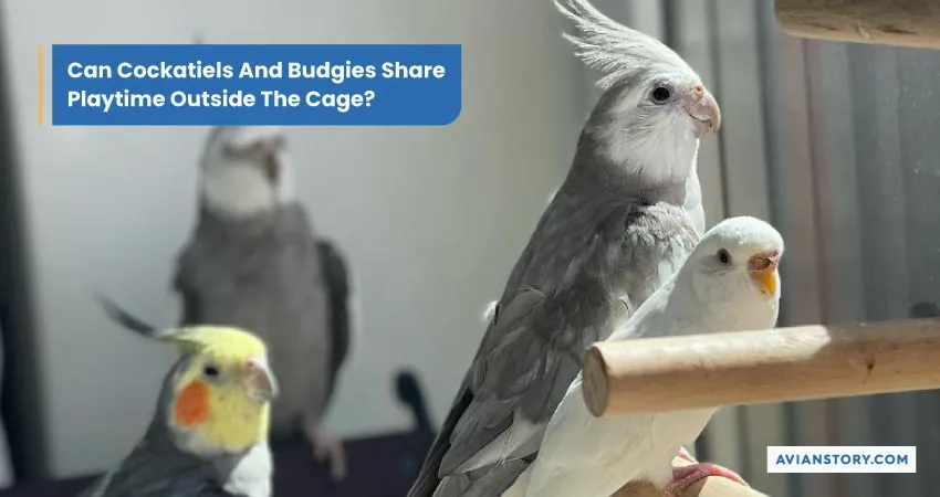 Can Cockatiels and Budgies Live Together? 9