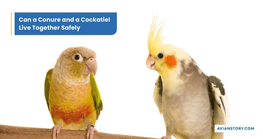 Can Conure and Cockatiel Live Together? A Complete Explanation! 1