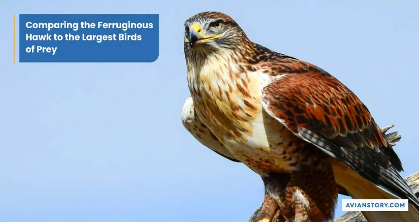 Largest Hawk In The World (Exploring the Ferruginous Hawk) 2