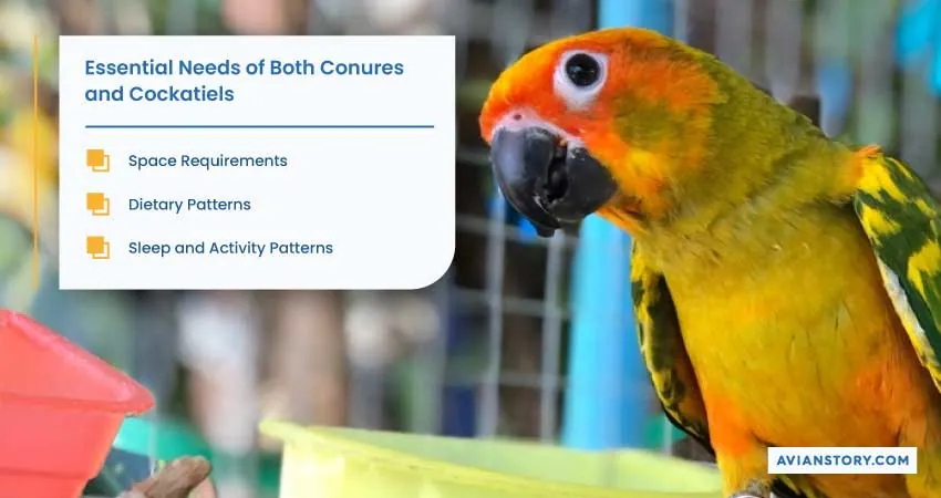 Can Conure and Cockatiel Live Together? A Complete Explanation! 3