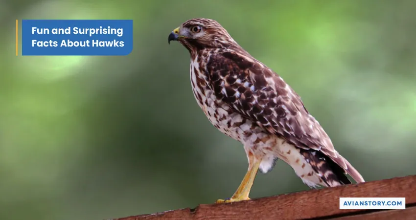 20 Facts About Hawks - You Need To Know 7