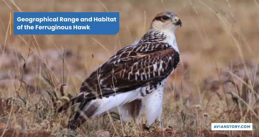 Largest Hawk In The World (Exploring the Ferruginous Hawk) 3