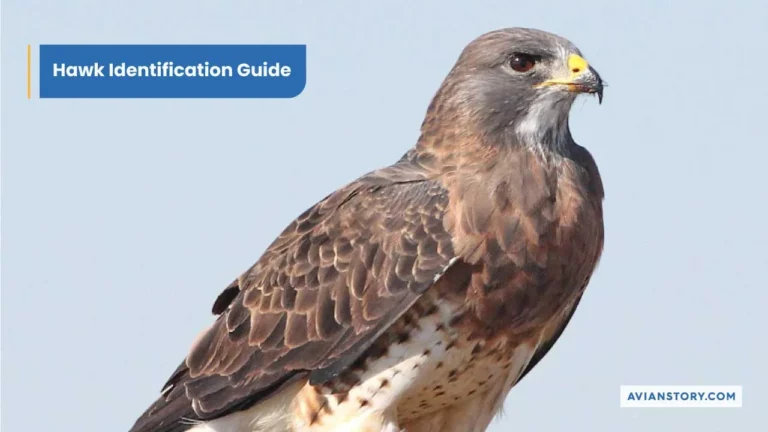 Hawk Identification Guide