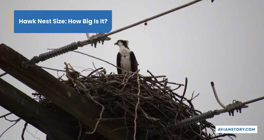 Hawks Nesting: What Does It Look Like? 3