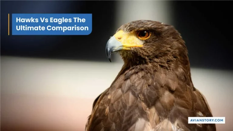 Hawks Vs Eagles The Ultimate Comparison