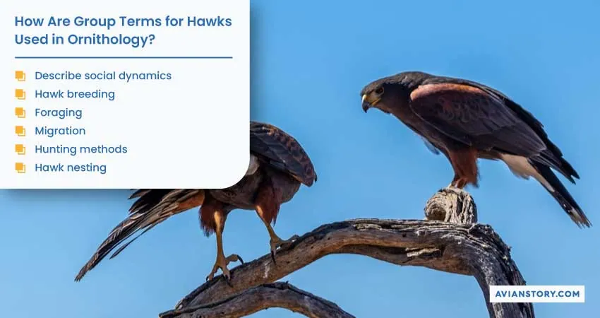 What Is a Group of Hawks Called? Unraveling Avian Terminology 2