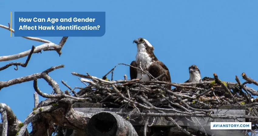 How Can Age and Gender Affect Hawk Identification