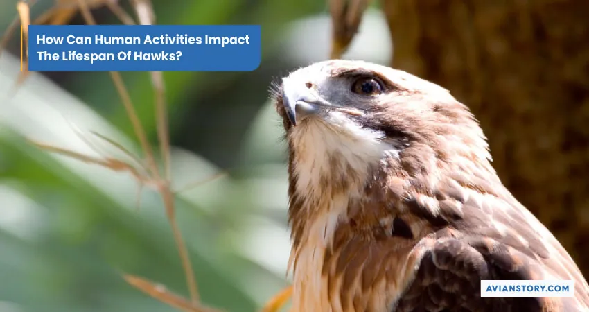 How Long Do Hawks Live? Lifespan Mysteries Uncovered 4