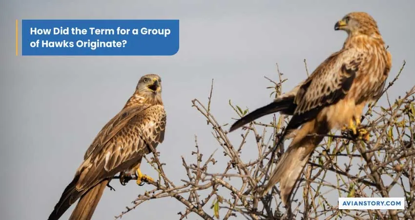 What Is a Group of Hawks Called? Unraveling Avian Terminology 3