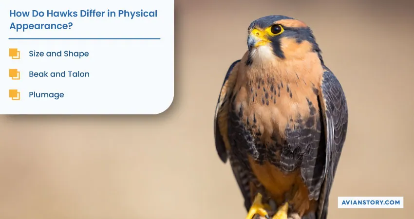 Hawk Identification Guide: Easy Tips And Photos 2