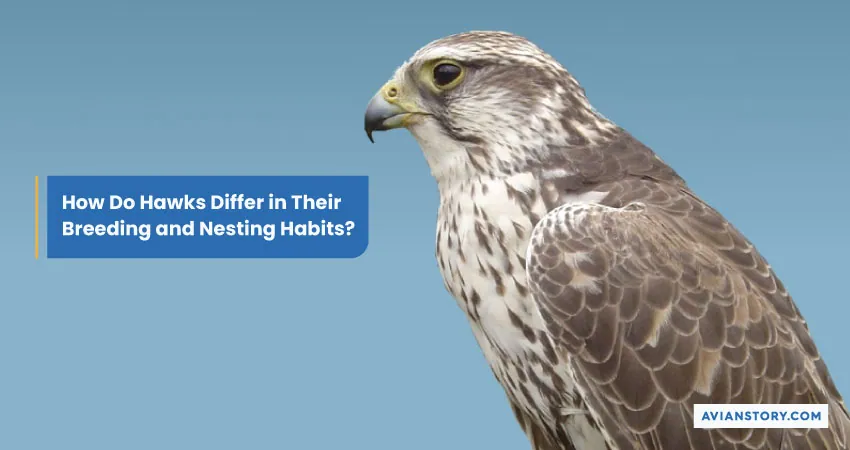 How Do Hawks Differ in Their Breeding and Nesting Habits