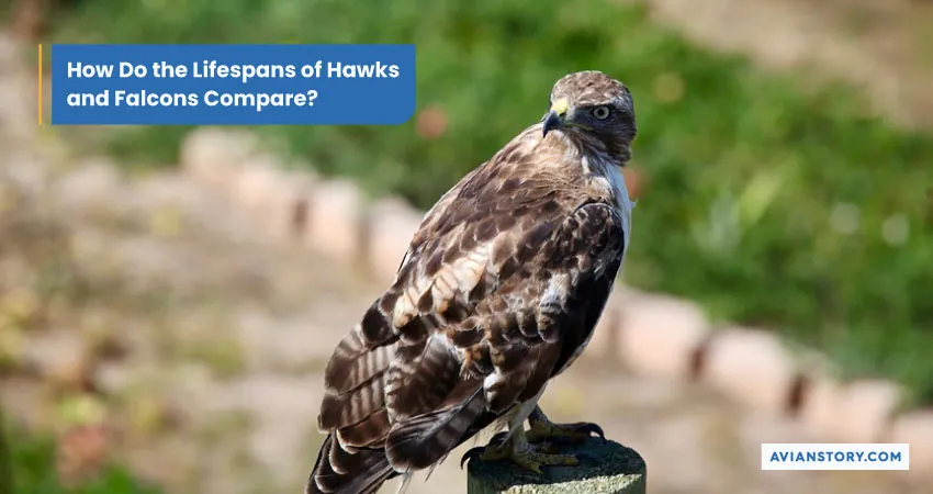 Hawks Vs Falcons: A Detailed Comparison of Raptors 6