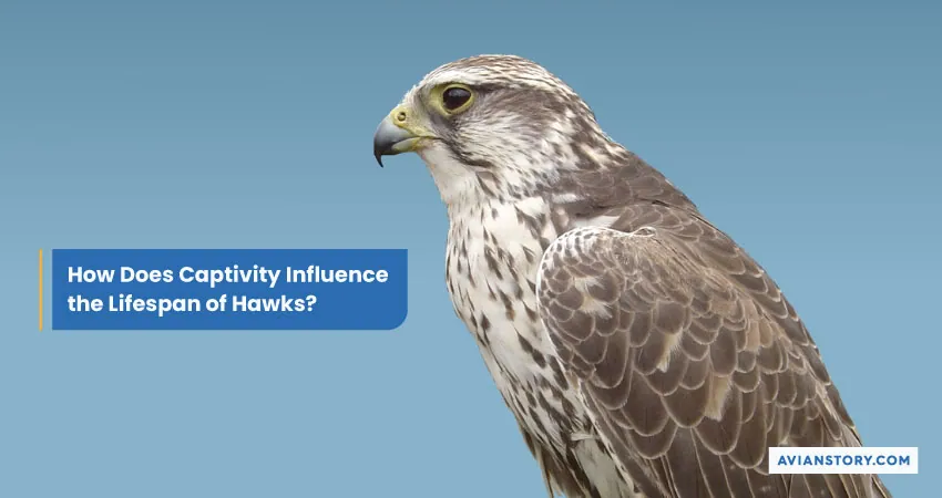 How Long Do Hawks Live? Lifespan Mysteries Uncovered 3
