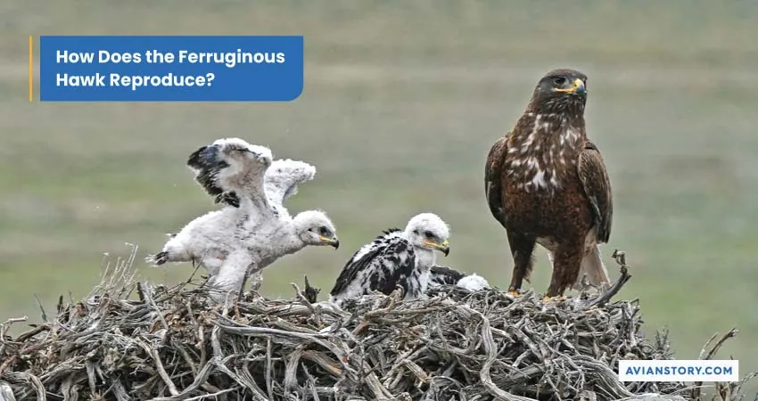 Largest Hawk In The World (Exploring the Ferruginous Hawk) 6