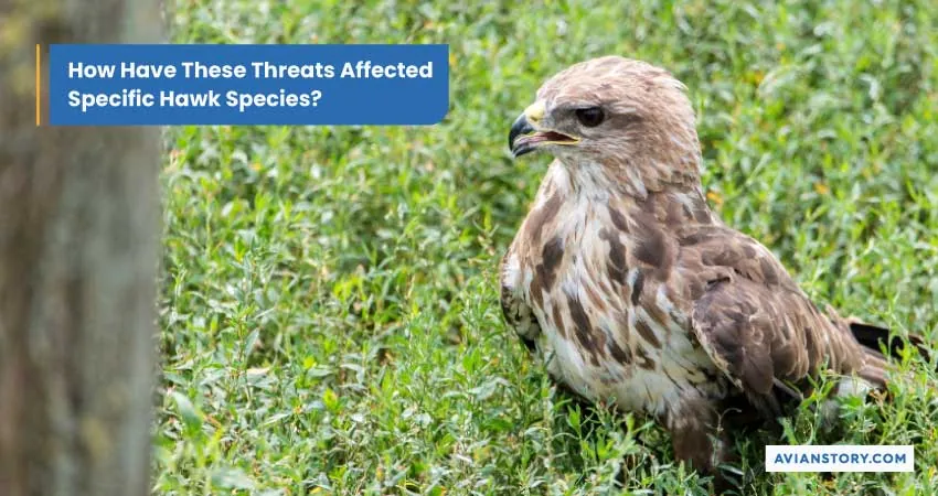 Are Hawks Endangered? Exploring Their Conservation Status 5