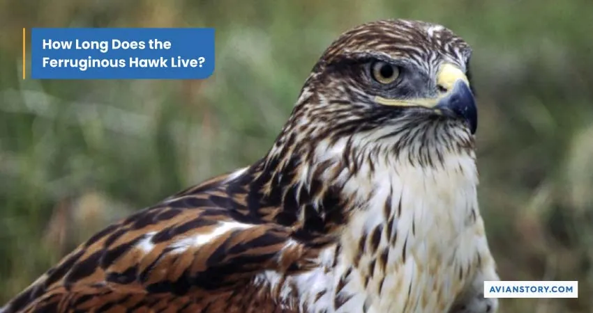 Largest Hawk In The World (Exploring the Ferruginous Hawk) 4