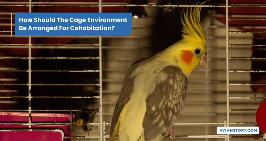 Can Cockatiels and Budgies Live Together? 5