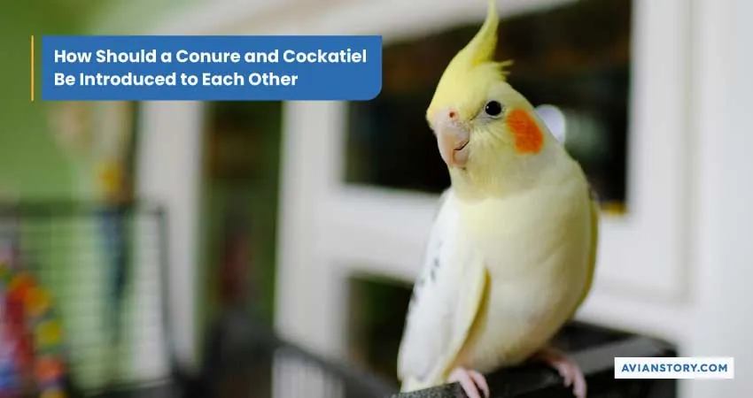 Can Conure and Cockatiel Live Together? A Complete Explanation! 6
