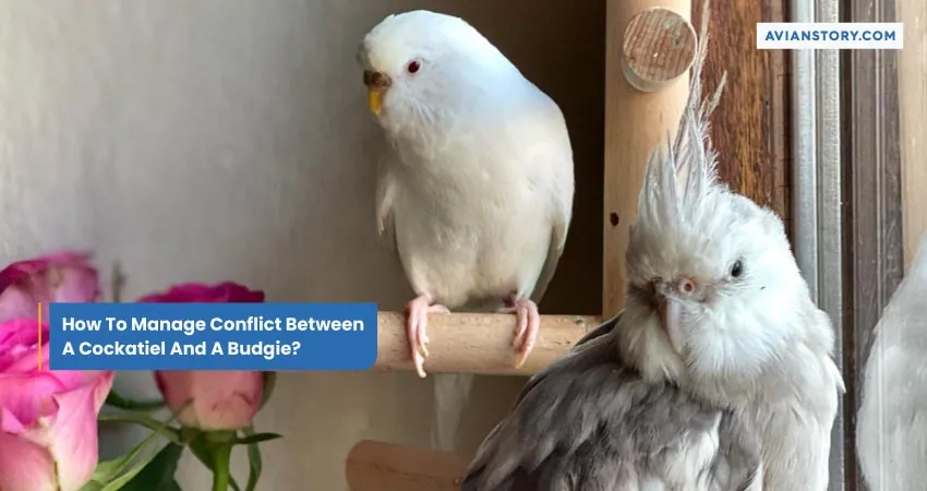 Can Cockatiels and Budgies Live Together? 7