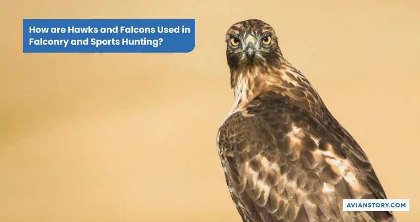 Hawks Vs Falcons: A Detailed Comparison of Raptors 8